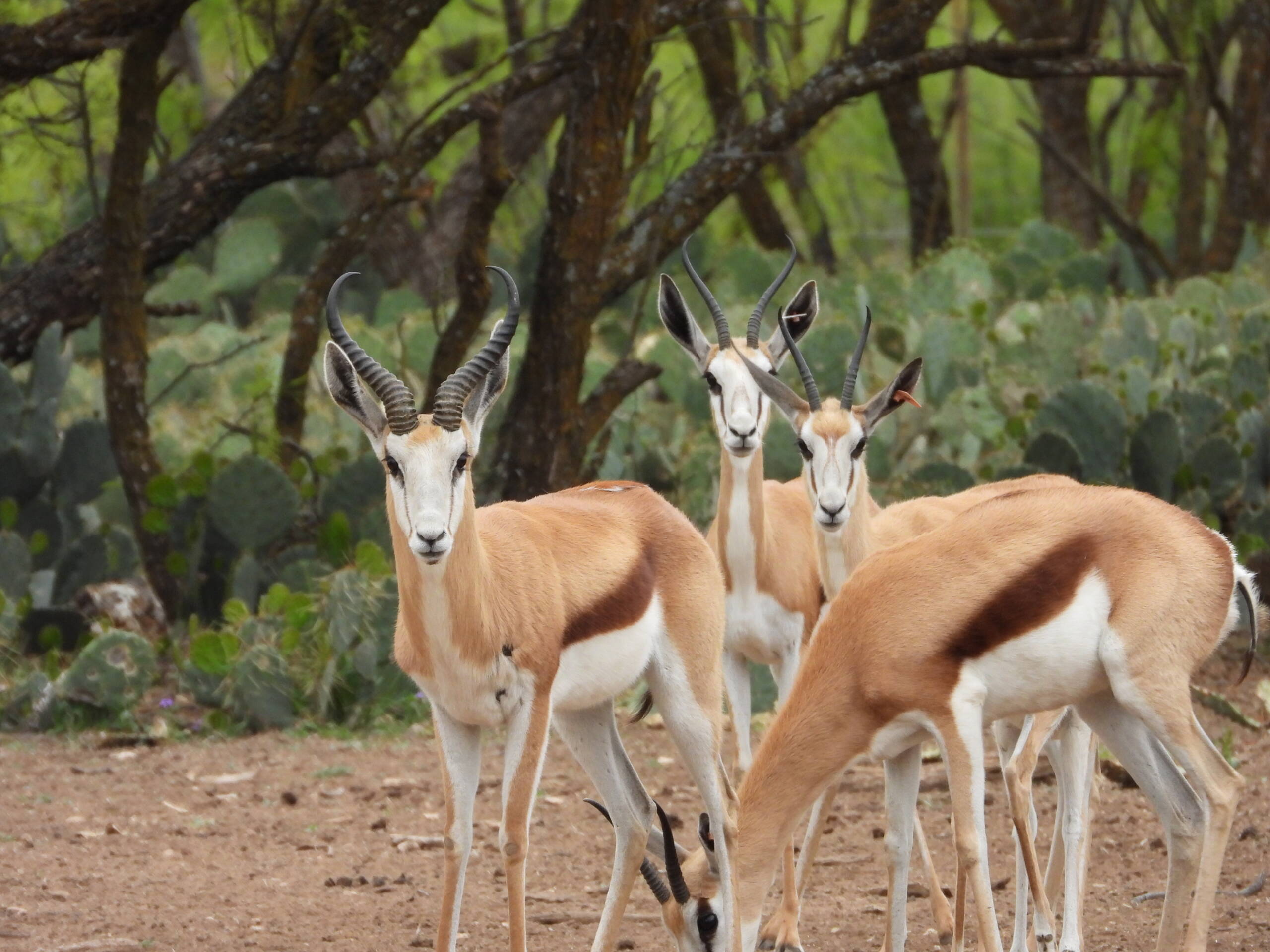 Springbok
