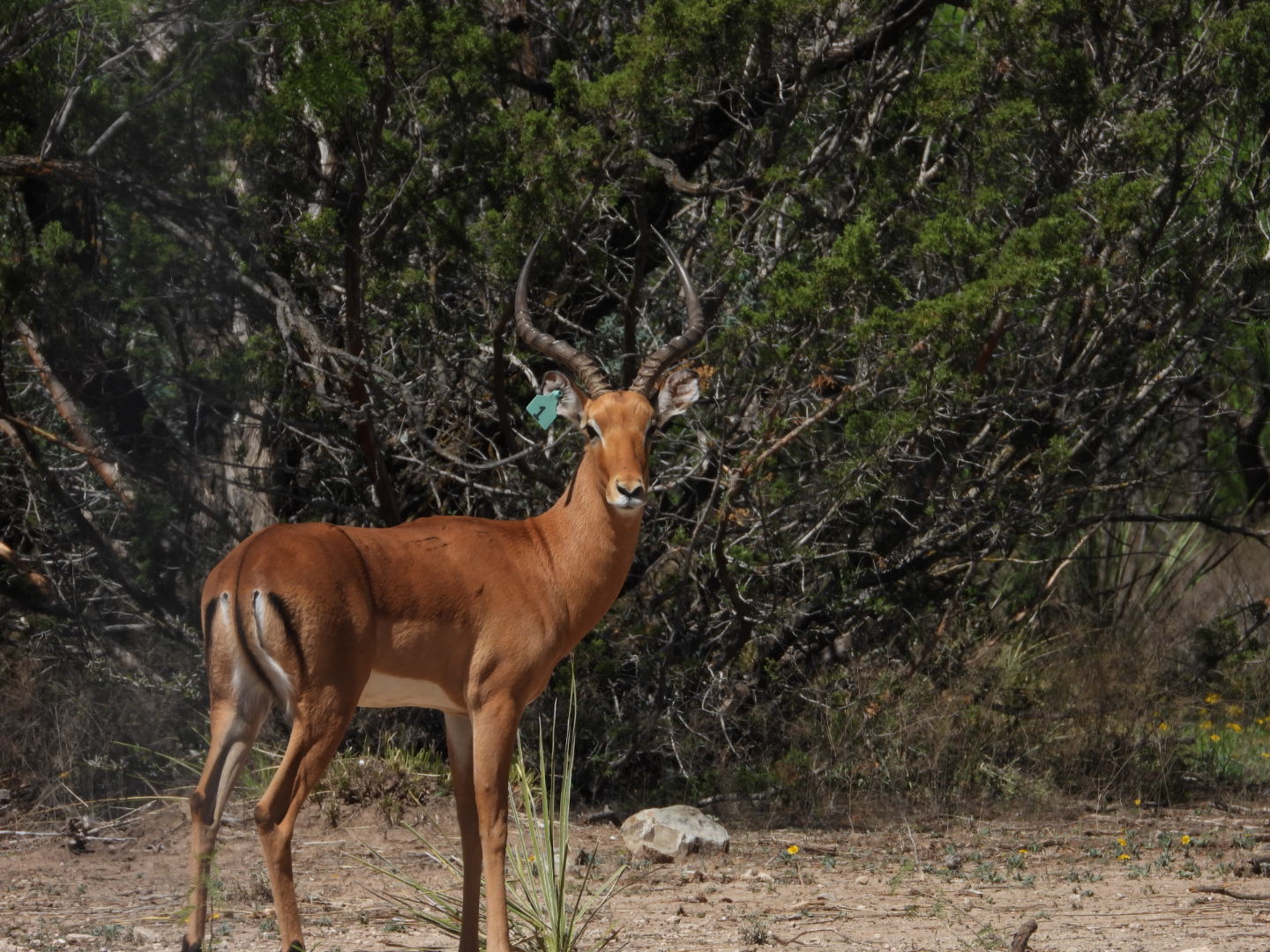Impala