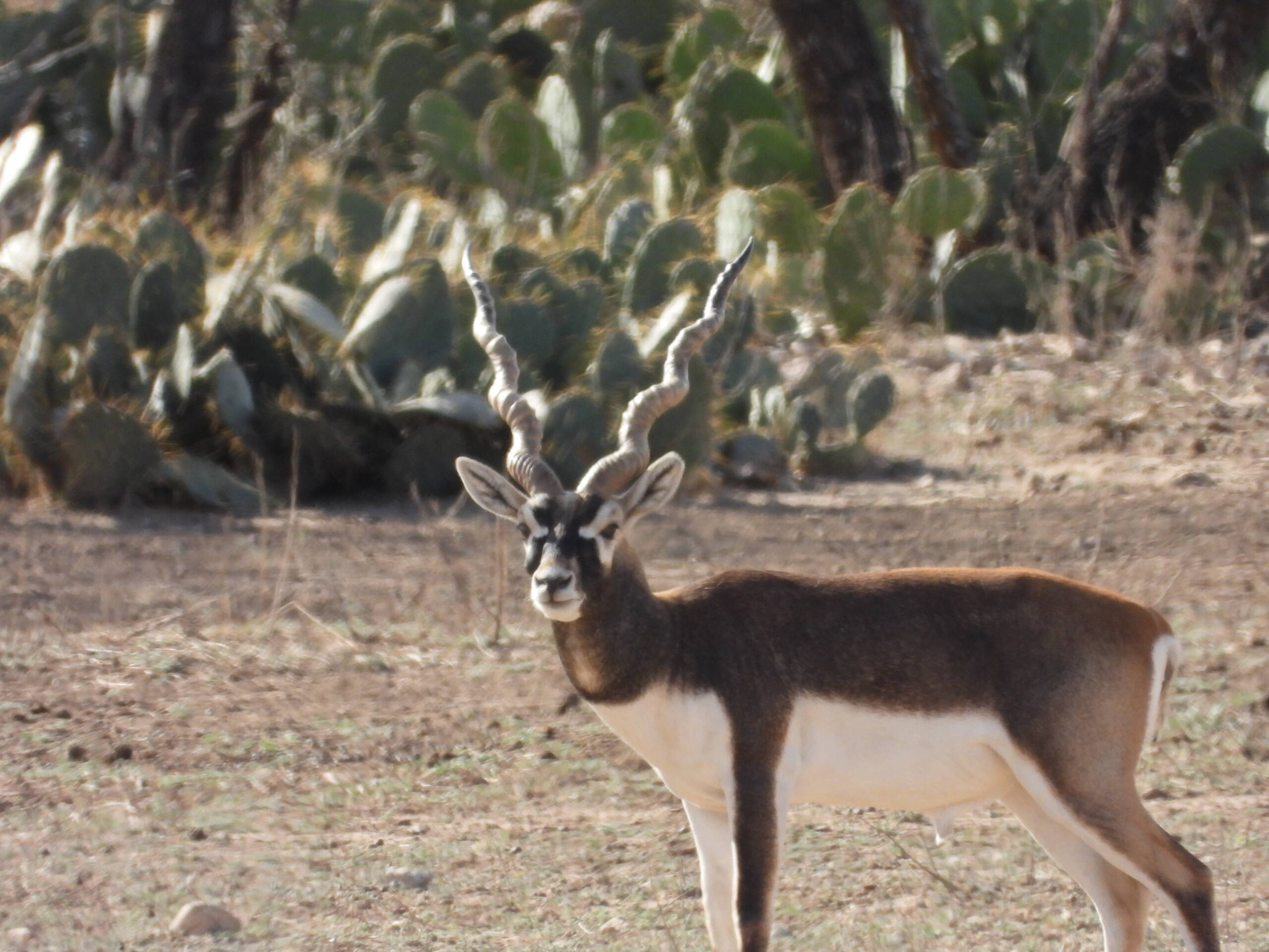Blackbuck