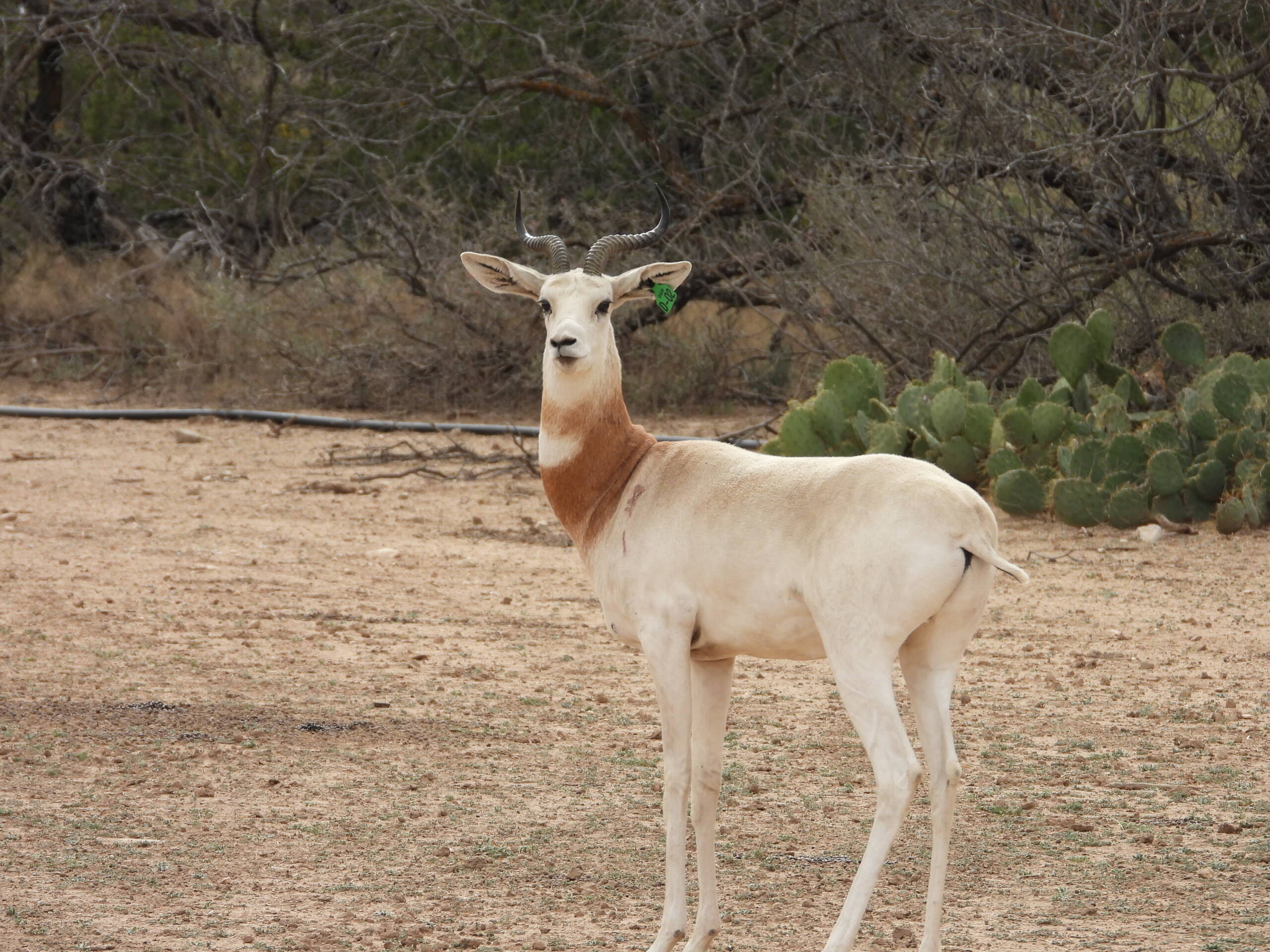 Dama Gazelle