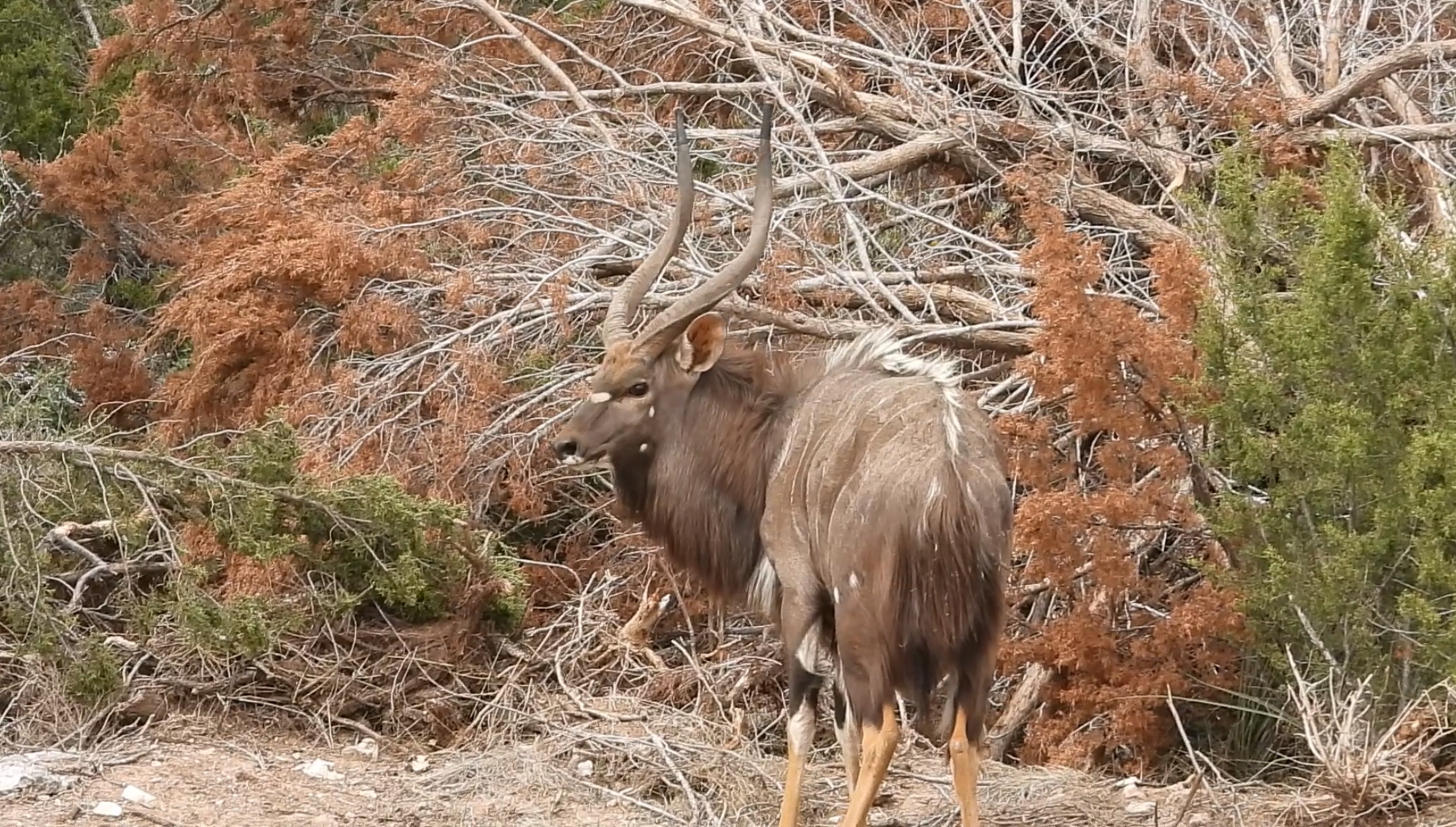 Nyala