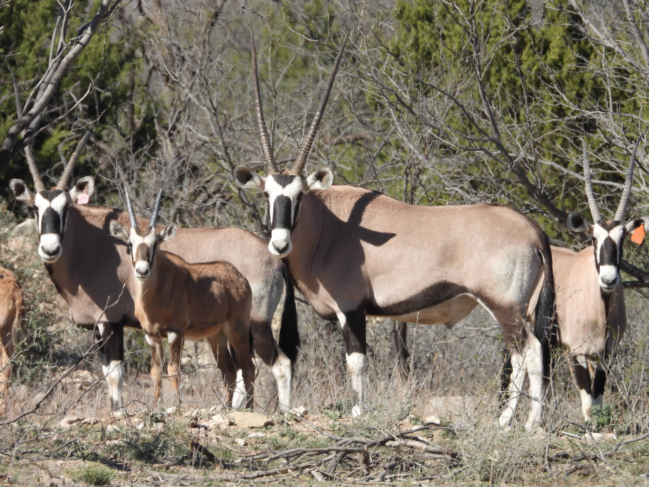 Gemsbok