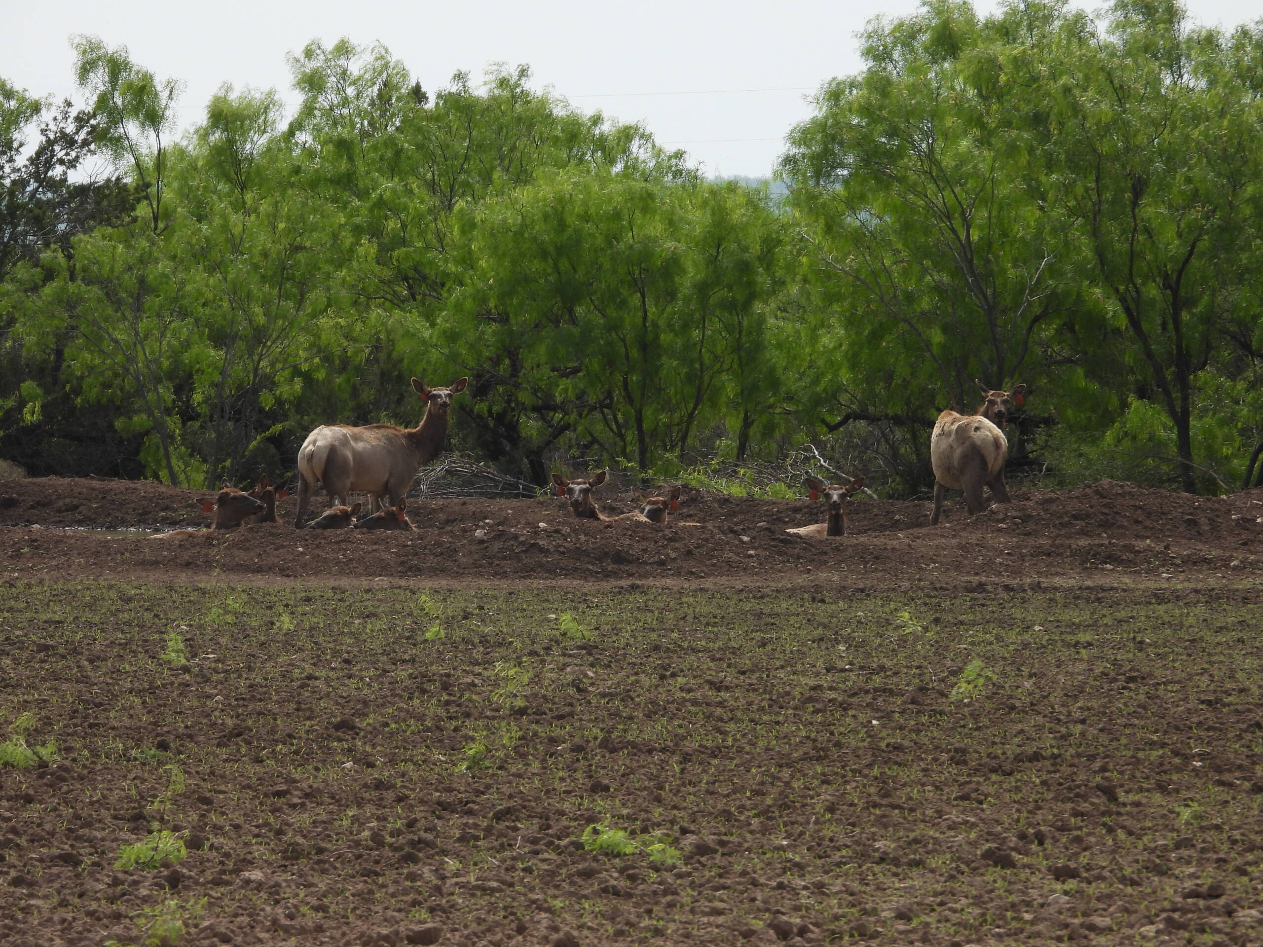 Elk